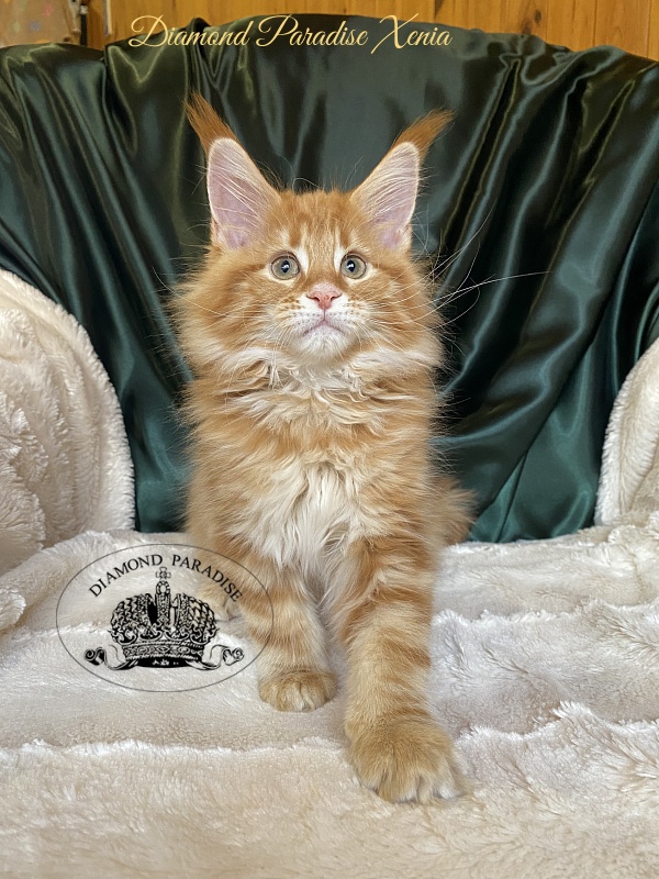 Diamond Paradise Xenia - Kitten maine-coon 2 months 0.5 weeks