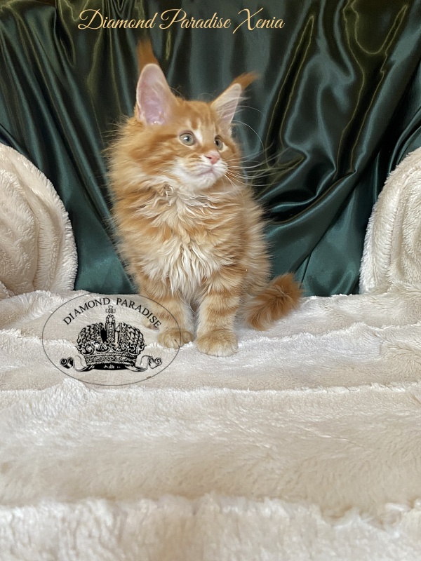 Diamond Paradise Xenia - Kitten maine-coon 2 months 0.5 weeks