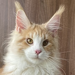 Diamond Paradise Wilfred