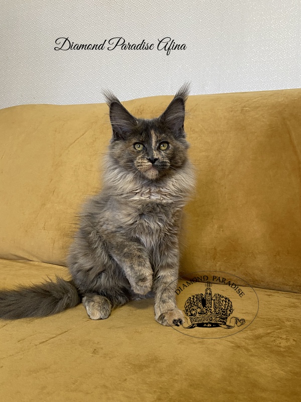 Diamond Paradise Afina - Kitten maine-coon 3 months 4 weeks