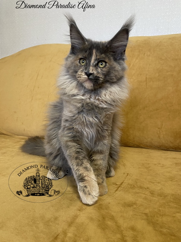 Diamond Paradise Afina - Kitten maine-coon 3 months 4 weeks
