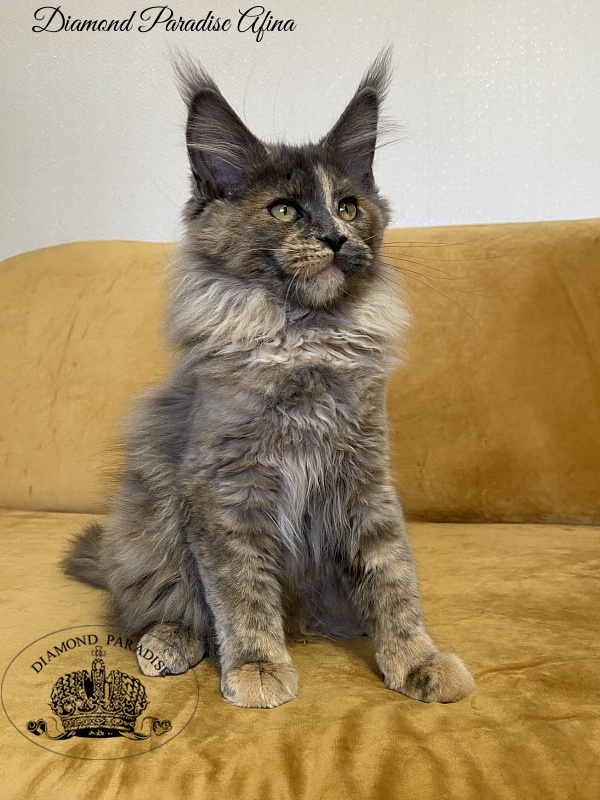 Diamond Paradise Afina - Kitten maine-coon 3 months 4 weeks