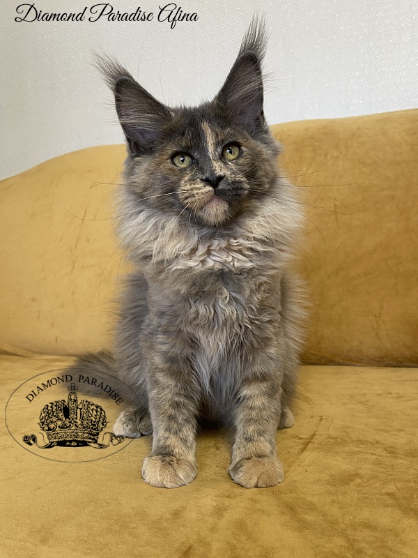 Diamond Paradise Afina - Kitten maine-coon 3 months 4 weeks
