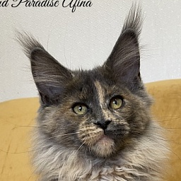 Diamond Paradise Afina