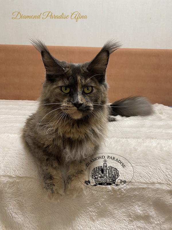 Diamond Paradise Afina - Junior maine-coon 9 months 4 weeks
