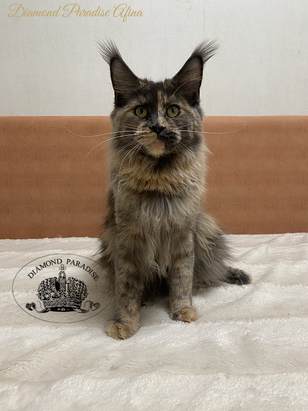 Diamond Paradise Afina - Junior maine-coon 9 months 4 weeks