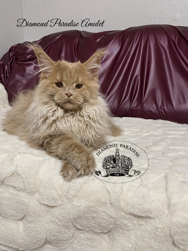 Diamond Paradise Amulet - Kitten maine-coon 5 months 0.5 weeks