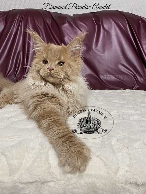 Diamond Paradise Amulet - Kitten maine-coon 5 months 0.5 weeks