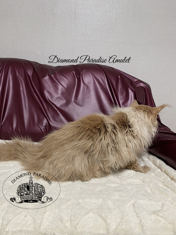 Diamond Paradise Amulet - Kitten maine-coon 5 months 0.5 weeks