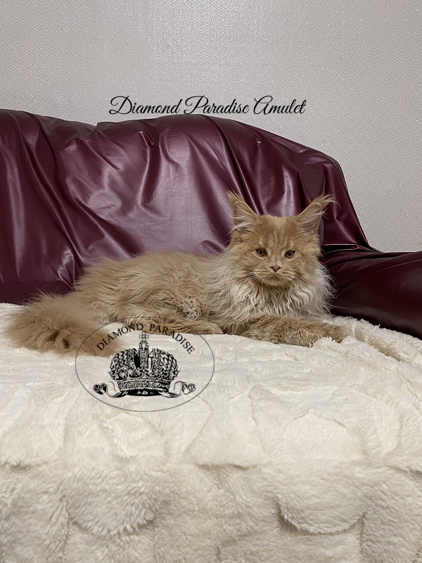 Diamond Paradise Amulet - Kitten maine-coon 5 months 0.5 weeks