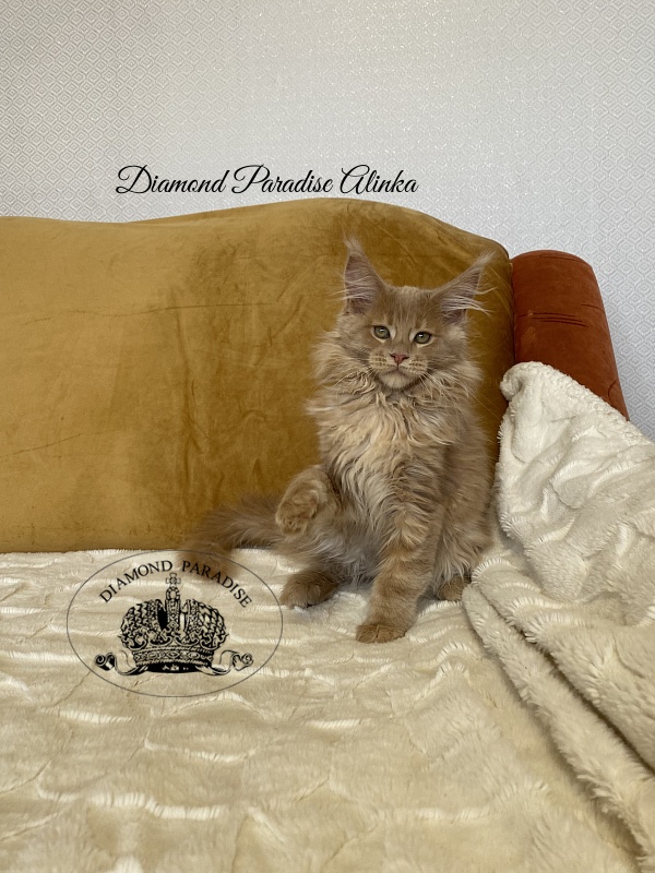 Diamond Paradise Alinka - Kitten maine-coon 3 months 2 weeks