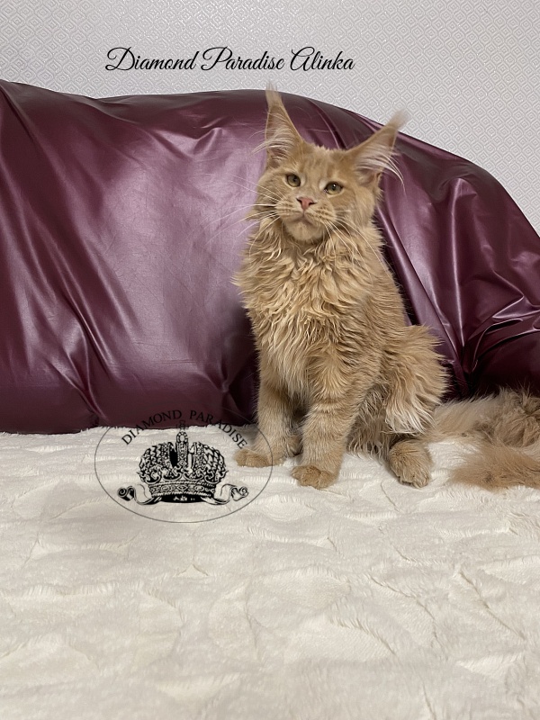 Diamond Paradise Alinka - Kitten maine-coon 5 months 0.5 weeks