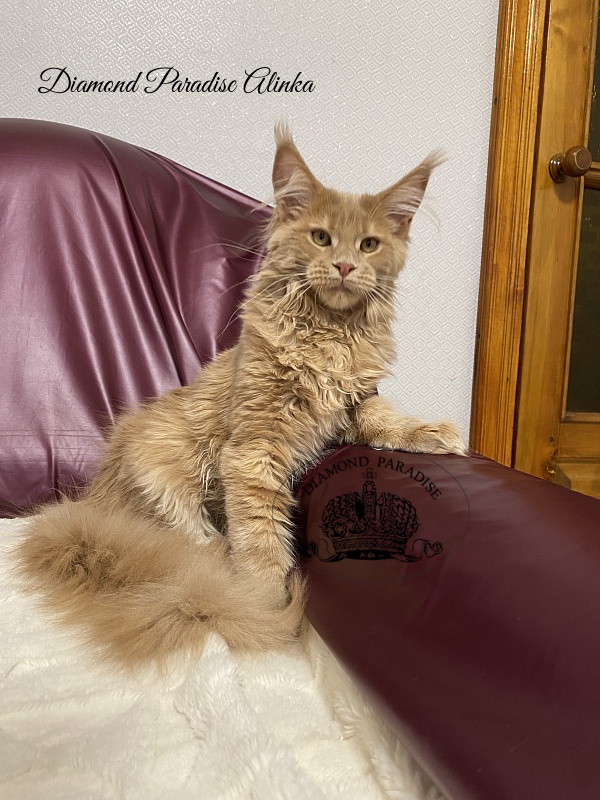 Diamond Paradise Alinka - Kitten maine-coon 5 months 0.5 weeks