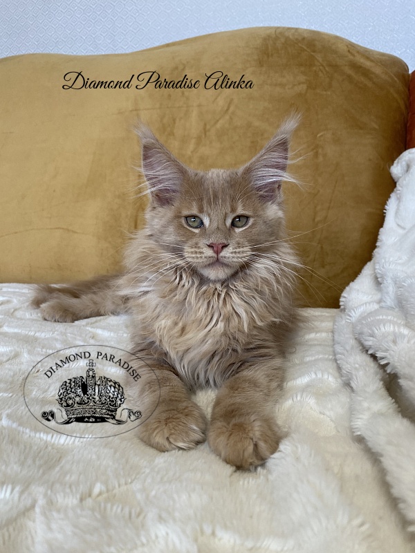 Diamond Paradise Alinka - Kitten maine-coon 3 months 2 weeks