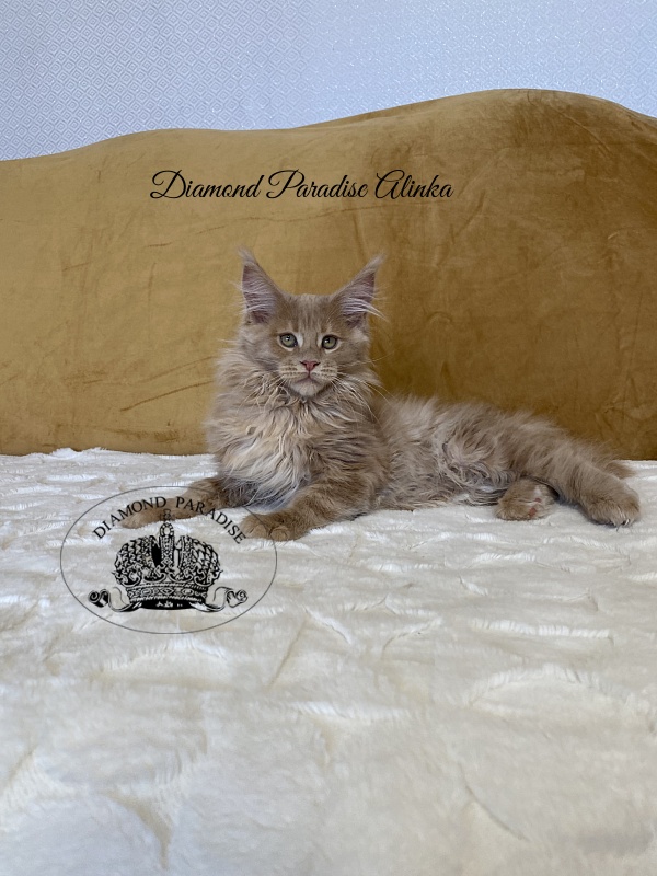 Diamond Paradise Alinka - Kitten maine-coon 3 months 2 weeks