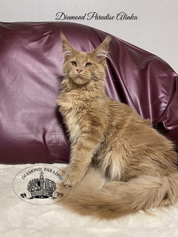 Diamond Paradise Alinka - Kitten maine-coon 5 months 0.5 weeks