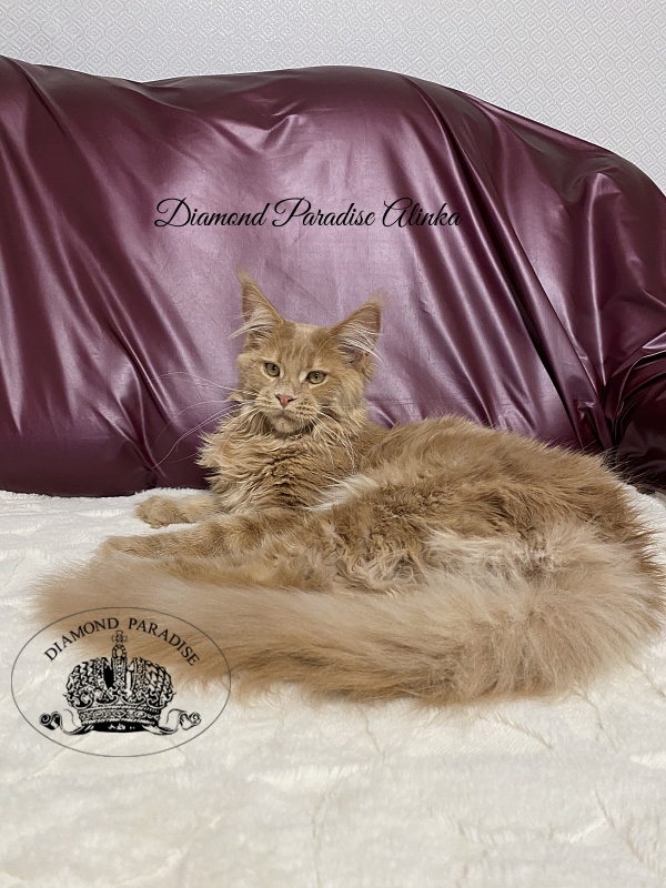 Diamond Paradise Alinka - Kitten maine-coon 5 months 0.5 weeks