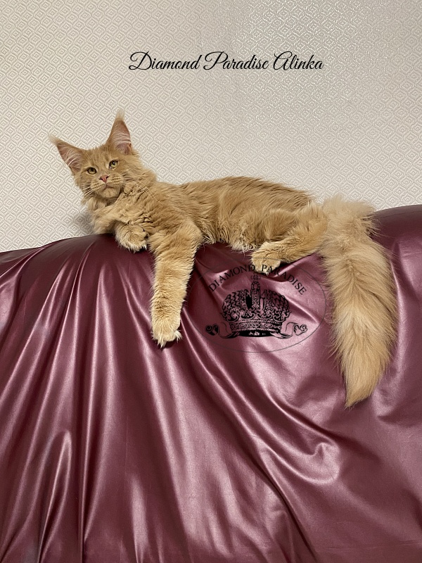 Diamond Paradise Alinka - Kitten maine-coon 5 months 0.5 weeks