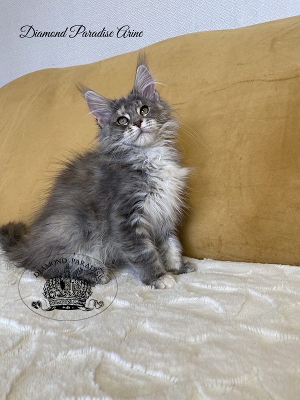 Diamond Paradise Arine - Kitten maine-coon 3 months 2 weeks
