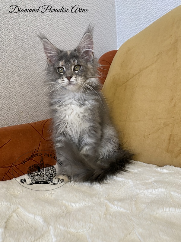 Diamond Paradise Arine - Kitten maine-coon 3 months 2 weeks