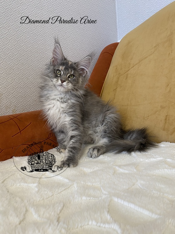 Diamond Paradise Arine - Kitten maine-coon 3 months 2 weeks