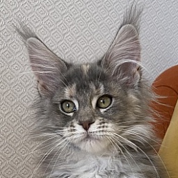 Diamond Paradise Arine