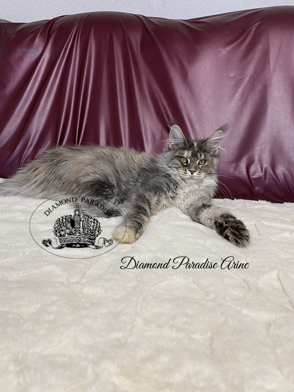 Diamond Paradise Arine - Kitten maine-coon 5 months 0.5 weeks