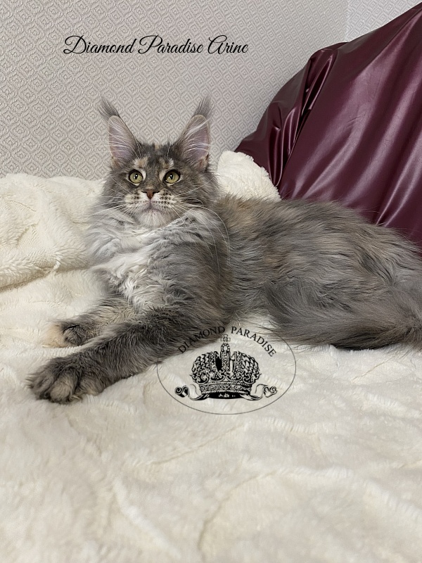 Diamond Paradise Arine - Kitten maine-coon 5 months 0.5 weeks