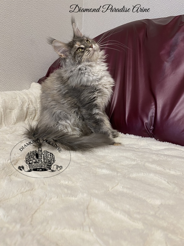 Diamond Paradise Arine - Kitten maine-coon 5 months 0.5 weeks