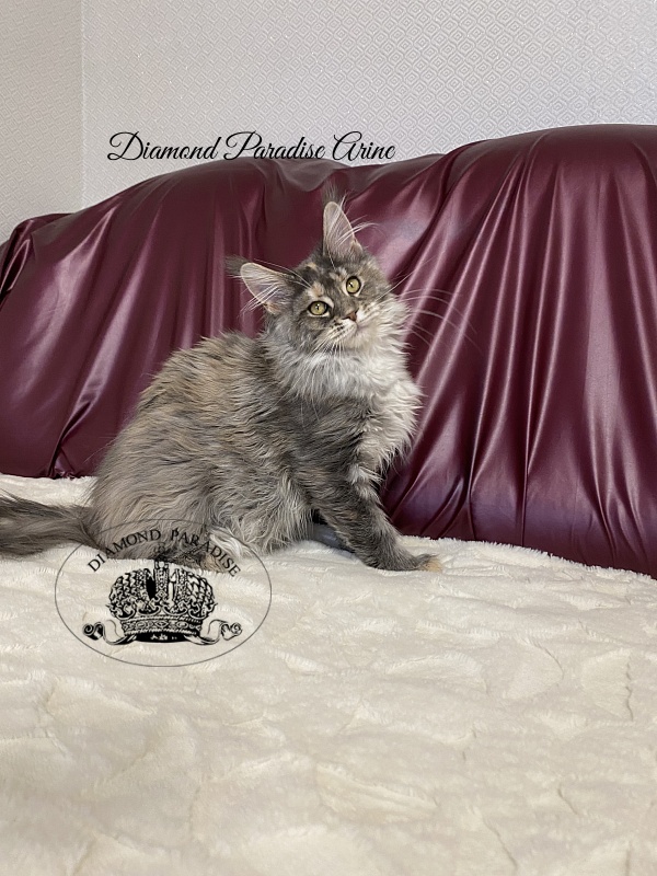 Diamond Paradise Arine - Kitten maine-coon 5 months 0.5 weeks