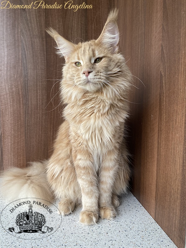 Diamond Paradise Angelina - Adult maine-coon 10 months 1.5 week