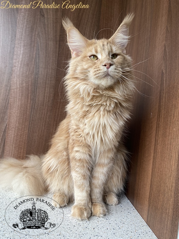 Diamond Paradise Angelina - Adult maine-coon 10 months 1.5 week