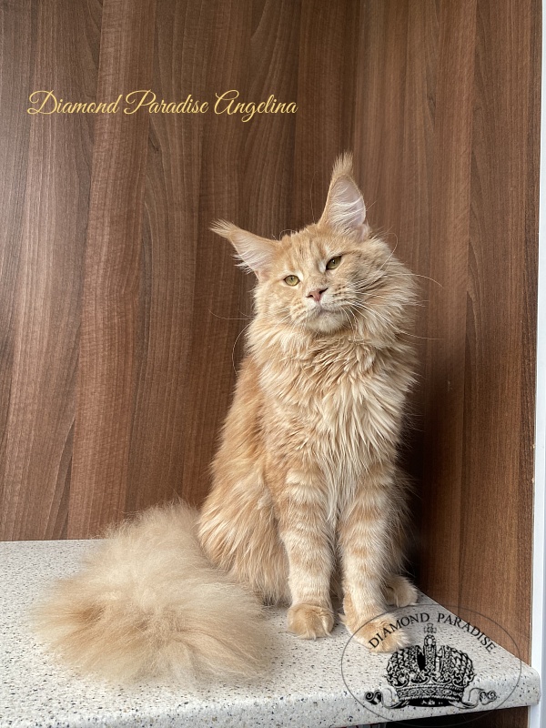 Diamond Paradise Angelina - Adult maine-coon 10 months 1.5 week