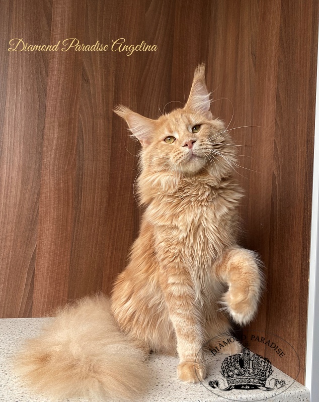 Diamond Paradise Angelina - Adult maine-coon 10 months 1.5 week