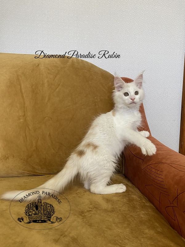 Diamond Paradise Rubin - Kitten maine-coon 3 months 1 week