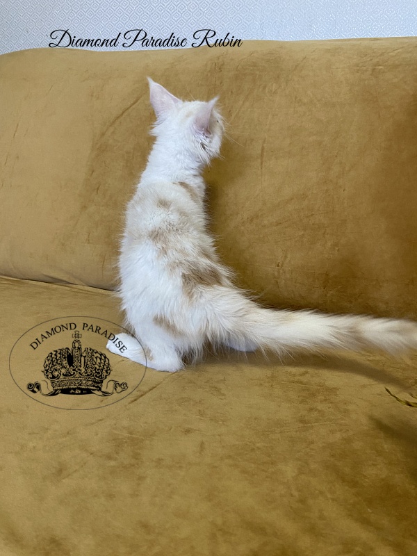 Diamond Paradise Rubin - Kitten maine-coon 3 months 1 week