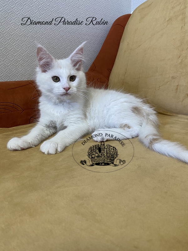 Diamond Paradise Rubin - Kitten maine-coon 3 months 1 week
