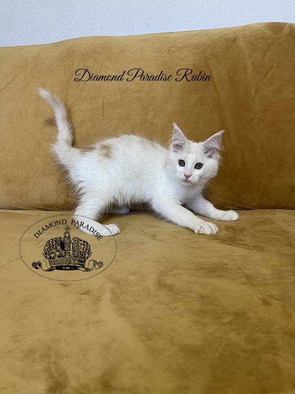 Diamond Paradise Rubin - Kitten maine-coon 3 months 1 week