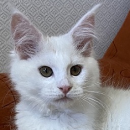 Diamond Paradise Rubin