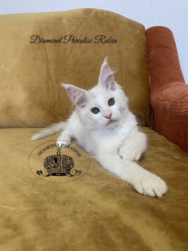 Diamond Paradise Rubin - Kitten maine-coon 3 months 1 week