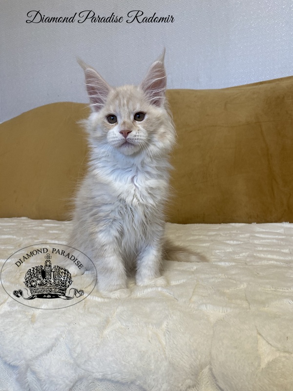 Diamond Paradise Radomir - Kitten maine-coon 2 months 3.5 weeks