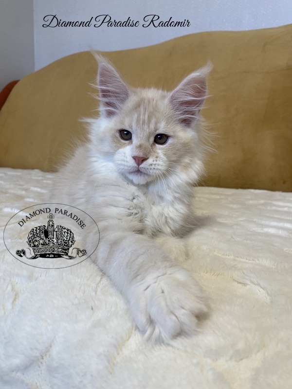 Diamond Paradise Radomir - Kitten maine-coon 2 months 3.5 weeks