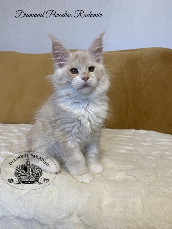 Diamond Paradise Radomir - Kitten maine-coon 2 months 3.5 weeks
