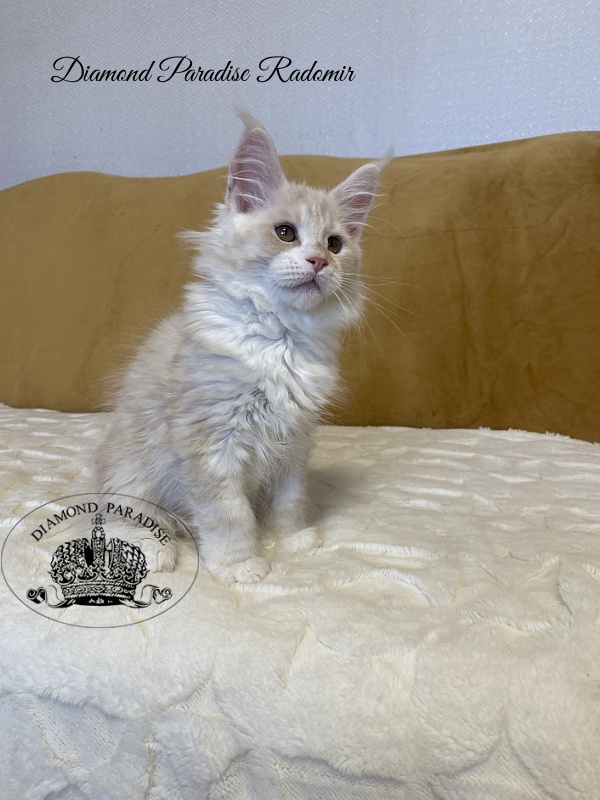 Diamond Paradise Radomir - Kitten maine-coon 2 months 3.5 weeks