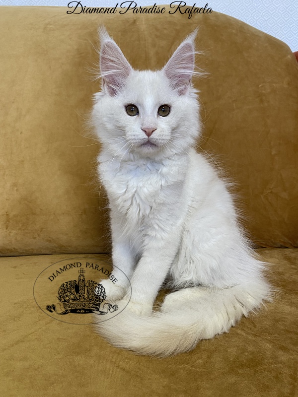 Diamond Paradise Rafaela - Kitten maine-coon 3 months 1 week