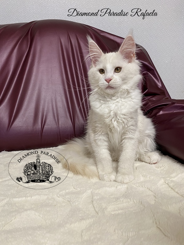 Diamond Paradise Rafaela - Kitten maine-coon 4 months