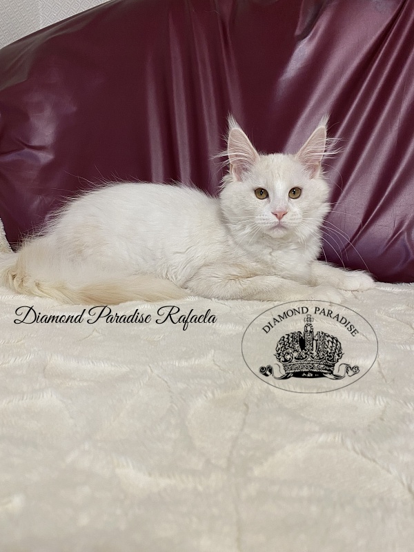 Diamond Paradise Rafaela - Kitten maine-coon 4 months