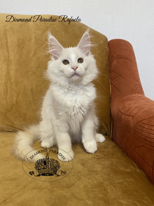 Diamond Paradise Rafaela - Kitten maine-coon 3 months 1 week