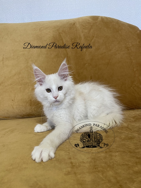 Diamond Paradise Rafaela - Kitten maine-coon 3 months 1 week