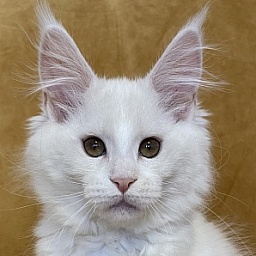 Diamond Paradise Rafaela